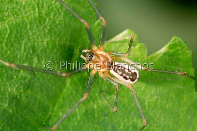 Linyphiidae_neriene.JPG - France, Araneae, Linyphiidae, Araignée à baldaquin (Neriene radiata)